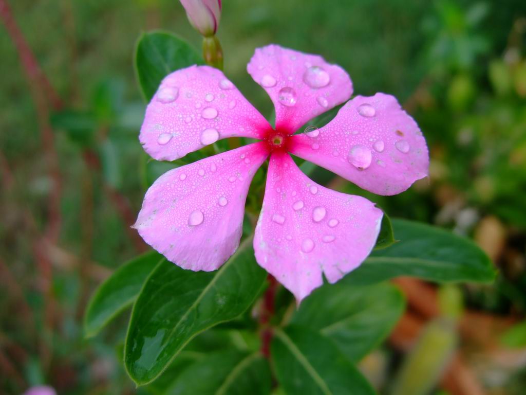 posted by birdy labels flowers periwinkle flowers plants 1 comment