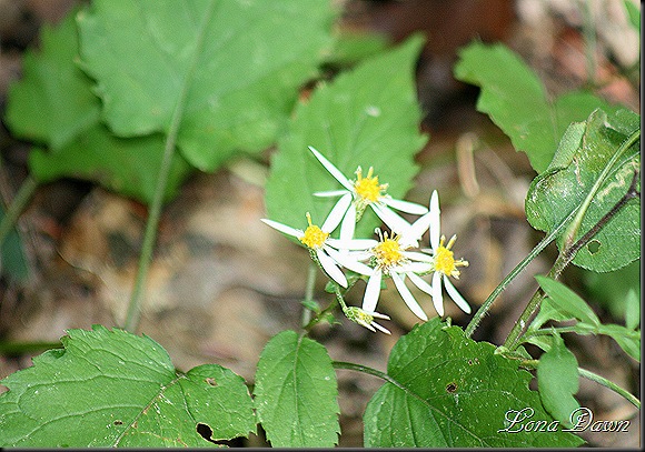 RL_LargeLeafAster