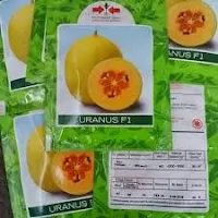 jual benih, melon golden, harga melon, harga murah, budidaya melon, toko pertanian, toko online, lmga agro