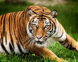 Malayan Tiger Tests Positive For Coronavirus