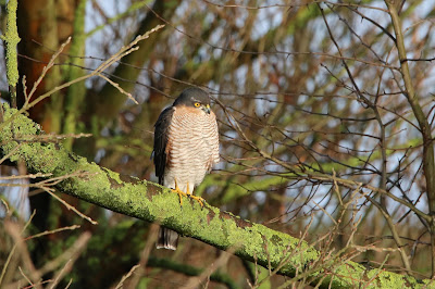 Sparwer - Sperwer - Accipiter nisus