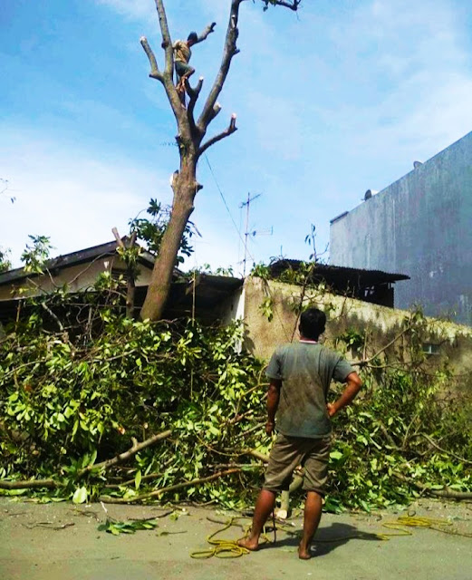 TUKANG TEBANG POHON PROFESIONAL Jasa Tebang Pohon 