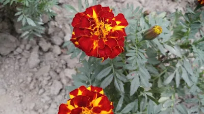 Mexican marigold flowers