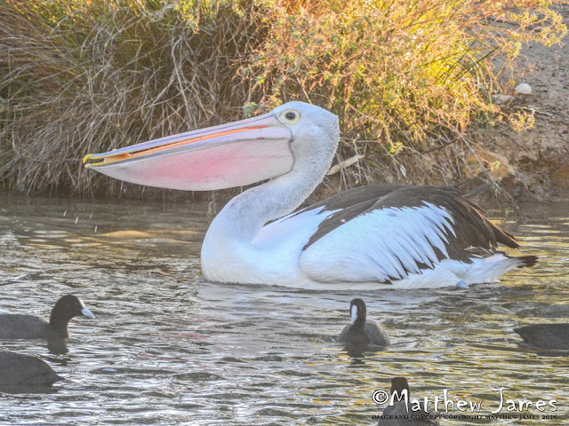 AUSTRALIAN PELICAN - STRANGER POND 