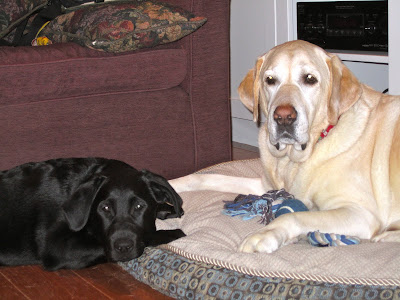 Black lab puppy Romero is doing his best to cuddle up with his big brother Baloo. Baloo, a very big yellow lab with a white face and darker ears and body, is lying on a round dog bed in front of a purple couch. He has a blue ball and rope toy lying between his front arms. Romero is lying with just his head and front paws on the bed next to one of Baloo's paws, but not quite touching him. Romero looks content. Baloo's head is turned away from Romero and he looks like he's not quite sure about hanging out with his annoying little brother, and is contemplating moving to a better resting spot. 