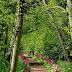 Beautiful garden path