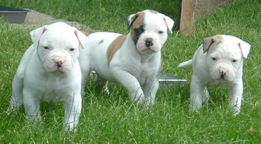 American Bulldog