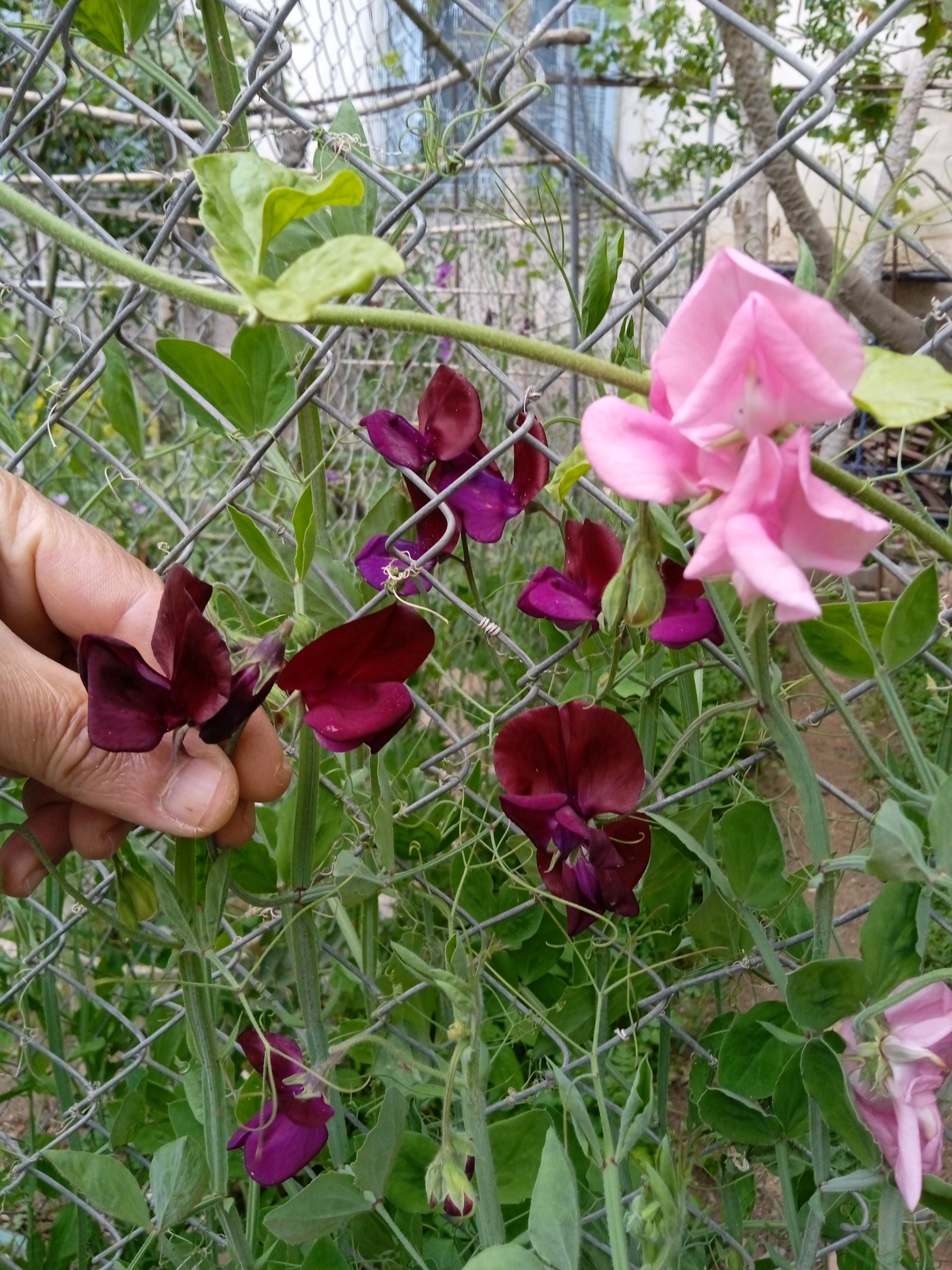 Sweet pea grows from large, easy-to-handle, pea-like seeds. Still, they’re a bit tricky because they are slow to germinate. I've been growing sweet peas fo many years. I’ve always have good success with them