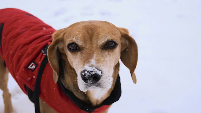 Dog Wearing Winter Coat