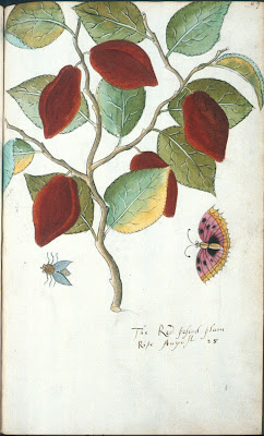 The Red pescod plum