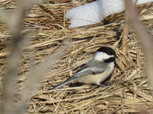 chickadee