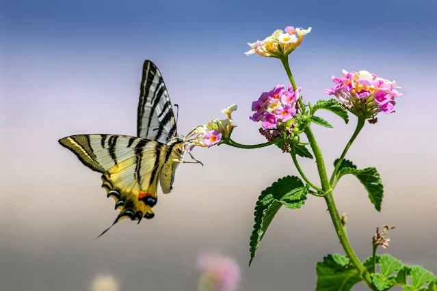 Các loại bướm phổ biến trên thế giới