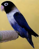 HARGA BURUNG LOVEBIRD  WARNA BIRU BATMAN.