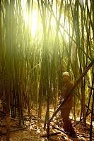 Bamboo Zones2