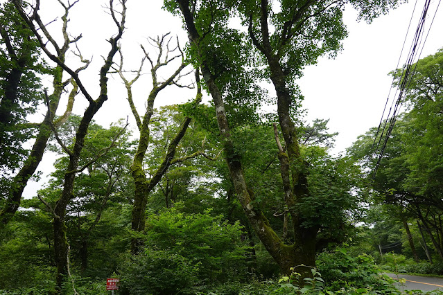 鳥取県道158号大山口停車場大山線　鳥取県西伯郡大山町大山