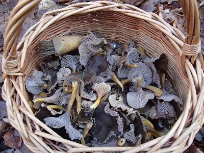 Pieprznik trąbkowy Craterellus tubaeformis