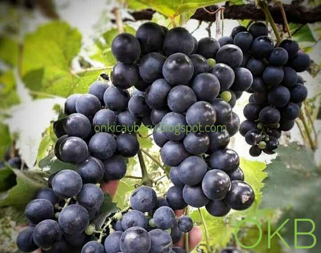 gambar buah anggur ungu