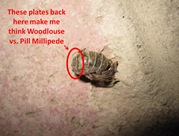 Woodlouse plates1