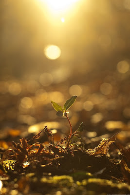 small seed plant growing with sun light