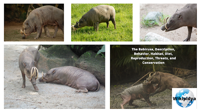 how does a babirusa reproduce,how does a babirusa protect itself,how does a babirusa defend itself,how does the babirusa adapt,how does a babirusa communicate,how does a babirusa look,babirusa how many are left,how does a babirusa look like,how long do babirusa live,how do babirusa communicate,panthera’s research station,dangerous animal body parts that can harm them,mysterious artifacts,most dangerous animal body parts that can kill them,tratamiento diabetes