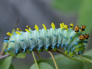 Chenille de Saturnie cécropia - Hyalophora cecropia 