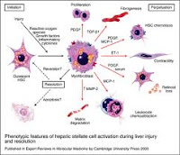 stellate cells