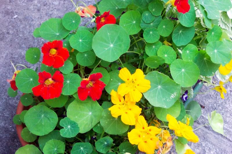 Nasturtium Seeds