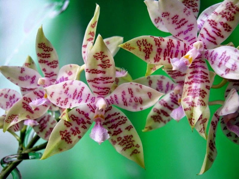 蘭花的故事 Phalaenopsis Hieroglyphica 聖字蝴蝶蘭