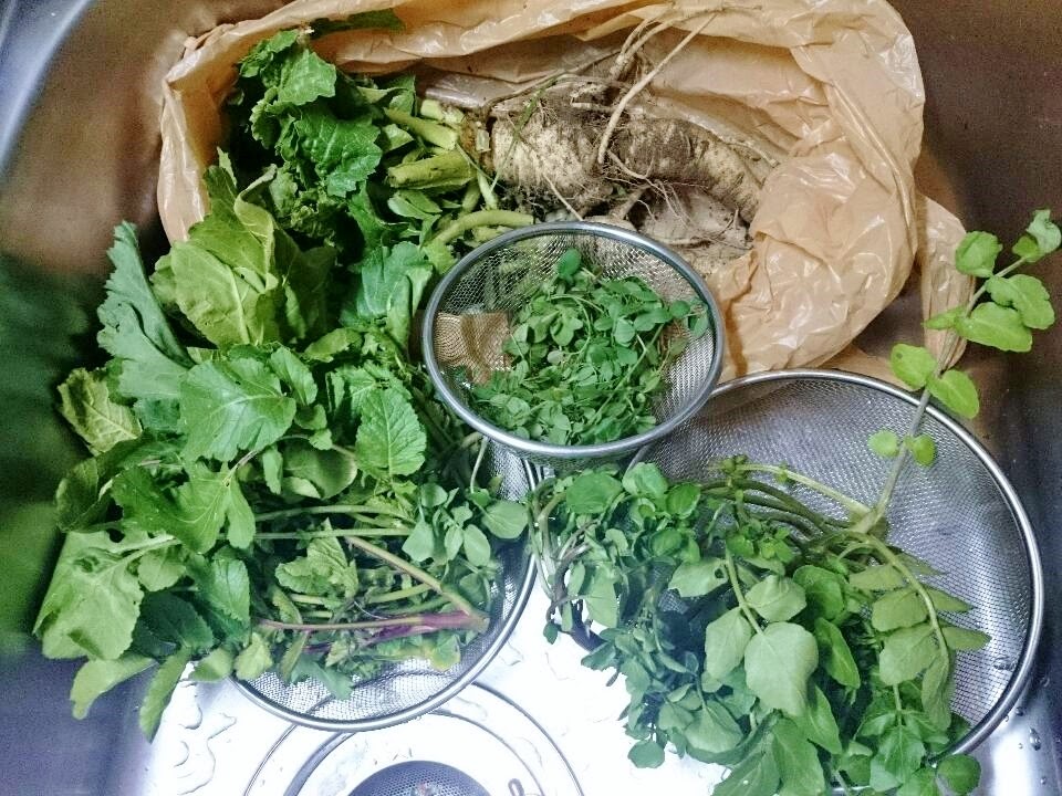 にゃごにゃの野草料理 多摩川で野草摘み