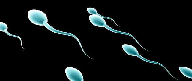 Espermatozoides, sistema reproductor y biologia