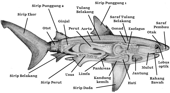Gambar Kelompok Pisces  Info Pendidikan Biologi Struktur 