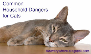 Protect your cat from these common household dangers.