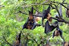 Deadly Virus Nipah virus and how is it treated?