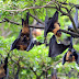 Deadly Virus Nipah virus and how is it treated?