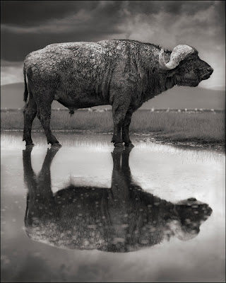 buffalo with reflection