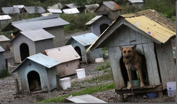 Favela para cães no Brasil (3)