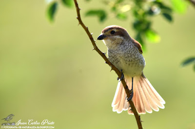 Hembra Alcaudón Dorsirrojo - Lanius Collurio (fotografia-de-naturaleza.blogspot.com)