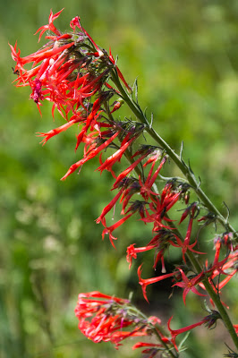 Fairy Trumpet, Brush Creek Trail