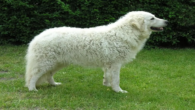 Kuvasz