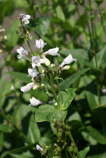 Penstemon glaber var. alpinus - Penstemon alpinus