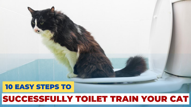 10 Easy Steps to Successfully Toilet Train Your Cat