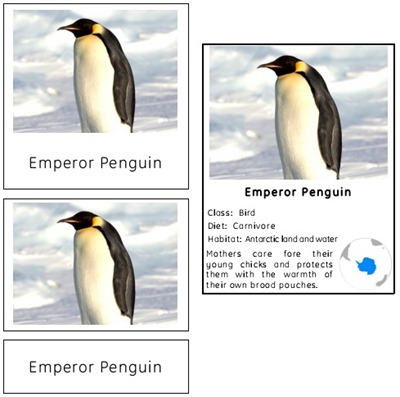 Animals of Antarctica Preview