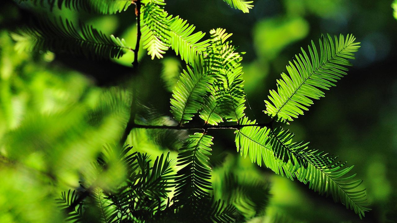 Wallpaper Leaves Twigs Needles Shadow