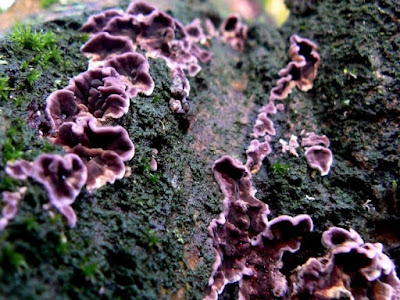 Плодовые тела гриба Chondrostereum purpureum