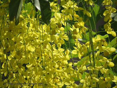 Golden shower - Cassia fistula