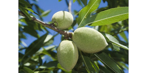  KACANG KENARI VS ALMOND