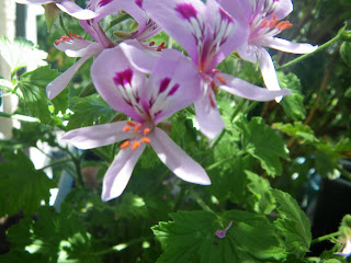 Scented Pelargonium / Geranium Citronella