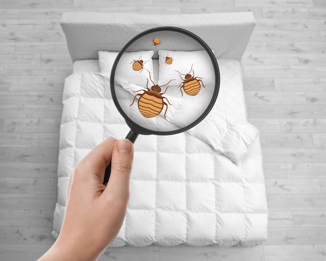 Bed Bug Infestations in Singapore