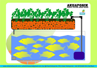 akuaponik gravel system