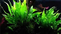 Contoh Java Fern